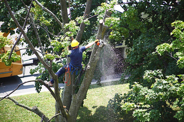 Best Leaf Removal  in USA